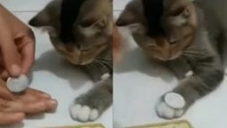 Viral Video: Smart Cat Learns a Trick!