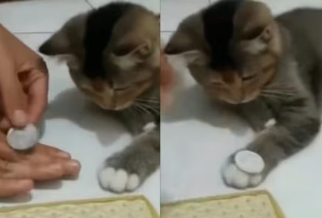 Cat Trick