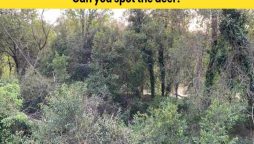Optical Illusion: Find the deer hidden in the trees in 6 seconds