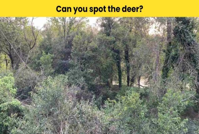 Optical Illusion: Find the deer hidden in the trees in 6 seconds