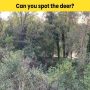 Optical Illusion: Find the deer hidden in the trees in 6 seconds