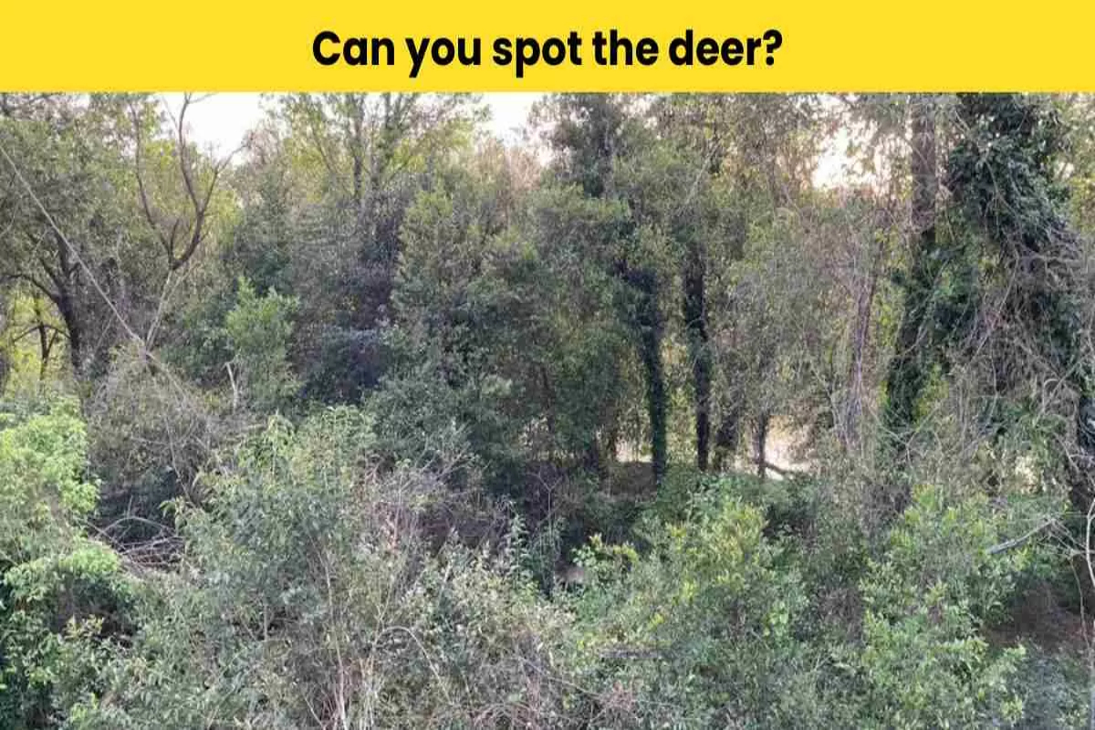 Optical Illusion