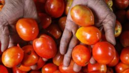 Tomatoes gasoline India