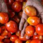 Tomatoes more costly than gasoline in India