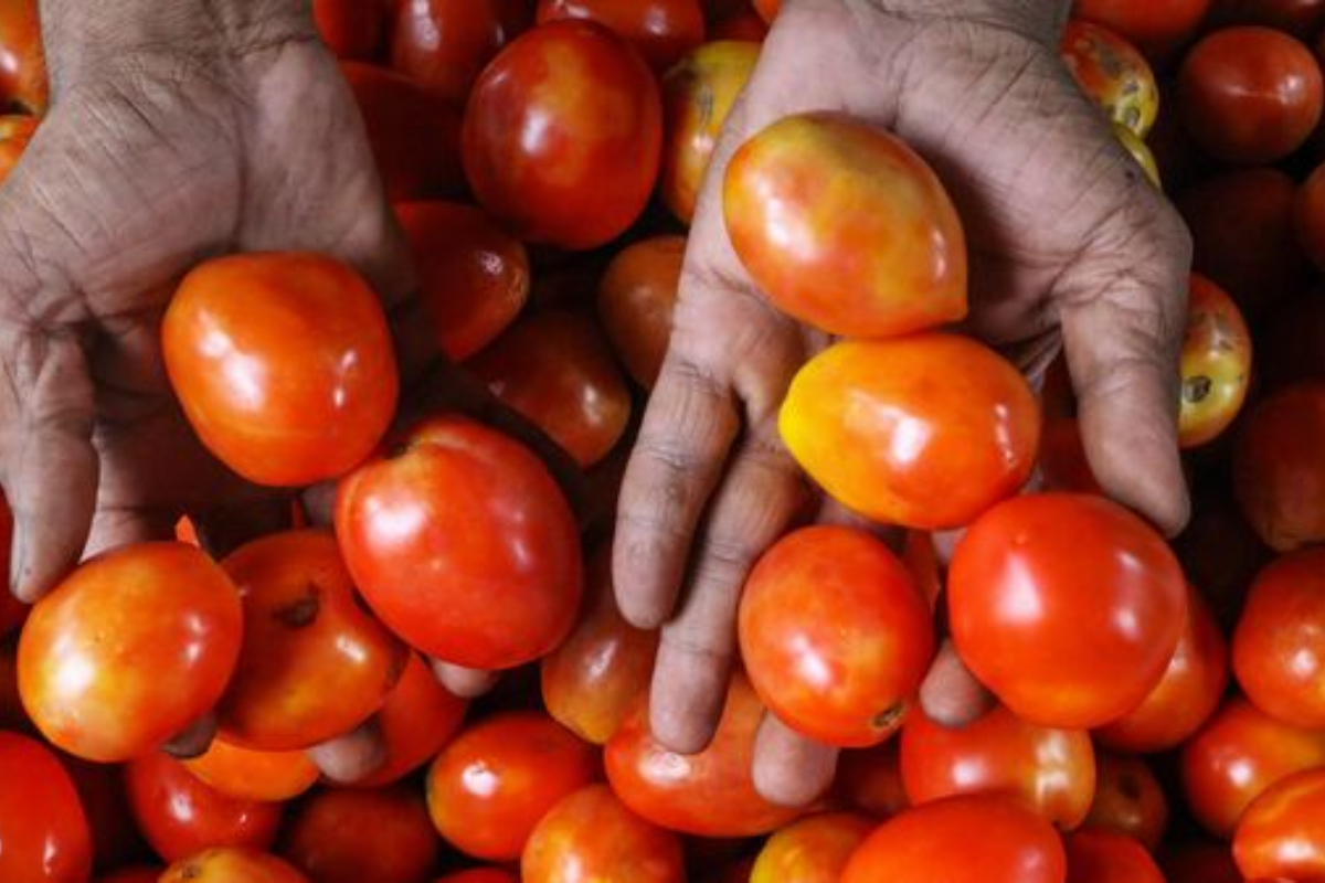 Tomato Prices Rise Again