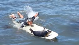 Adorable Baby Seal Surfs with Style on Pacific Beach