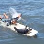 Adorable Baby Seal Surfs with Style on Pacific Beach