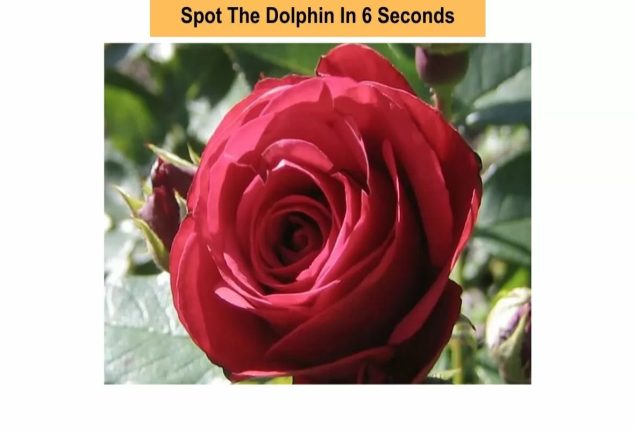 Optical Illusion Challenge: Can you find a dolphin in this picture?