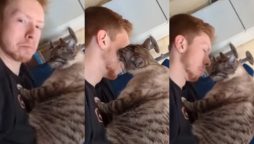 Viral Video: Man’s Cat Gives Him a Kiss