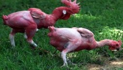 Featherless Chicken