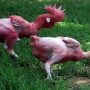 Featherless Chicken: The Controversial Trend in Cooking