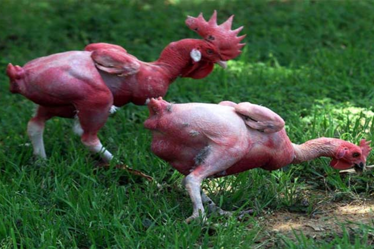 Featherless Chicken