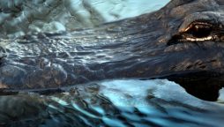 Alligator Sighting in Pennsylvania Creek