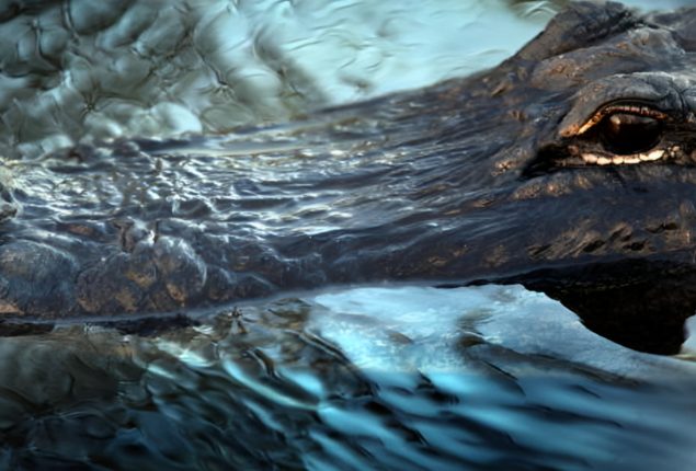 Alligator Sighting in Pennsylvania Creek