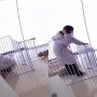 Smart Dog Escapes Fence, Locks Human Inside