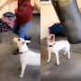 Viral Video: Adorable Dog Mimics Human