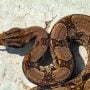Giant 15-Foot Snake Found Outside Kansas Home