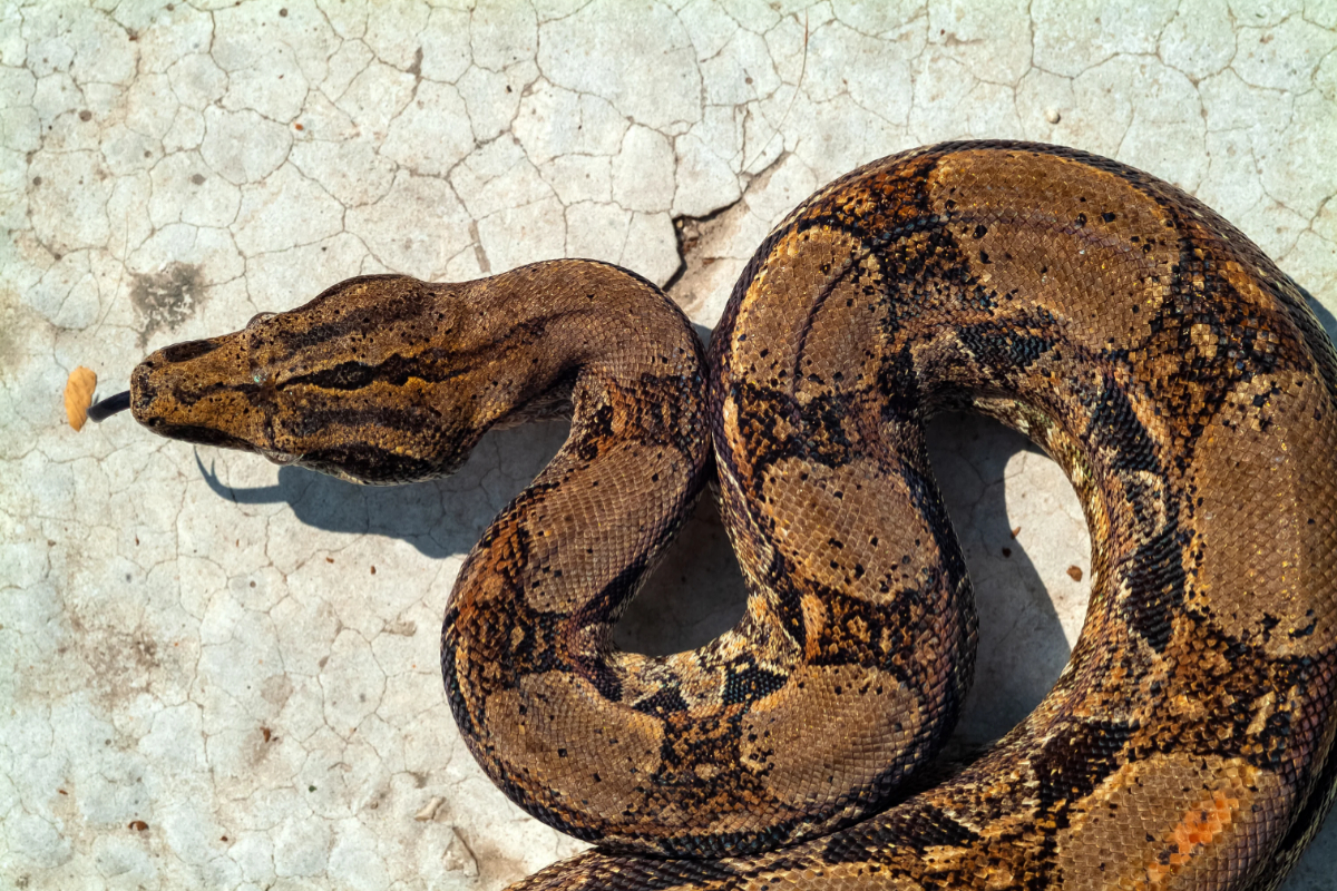 15-Foot Snake