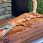 Chef Faces 9 Years in Prison for Cooking Crocodile on BBQ