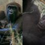 Shocking Twist: Male Gorilla Gives Birth at US Zoo