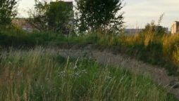 Optical Illusion Test: Spot a hidden rabbit in the grass in 6 seconds