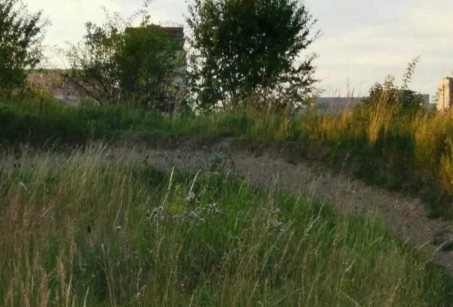 Optical Illusion Test: Spot a hidden rabbit in the grass in 6 seconds