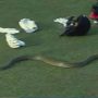 LPL 2023: Snake on the field, Play halted in LPL match