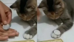 Cat Astonishes Owner by Mastering Coin Trick in Record Time