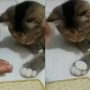 Cat Astonishes Owner by Mastering Coin Trick in Record Time