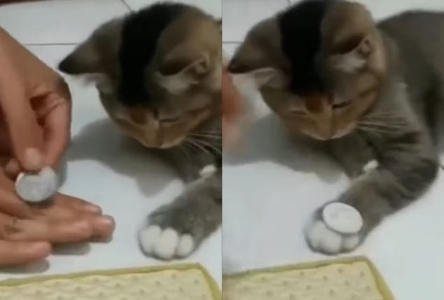 Cat Astonishes Owner by Mastering Coin Trick in Record Time