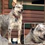 Fearless Woman Defends Her Dog by Courageously Punching Bear on Nose