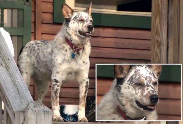 Fearless Woman Defends Her Dog by Courageously Punching Bear on Nose