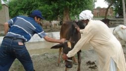 Pak Army veterinary camp