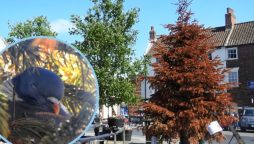 Pigeon Keeps Christmas Tree Standing in Town Until June