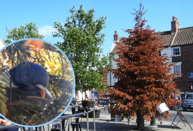 Pigeon Keeps Christmas Tree Standing in Town Until June