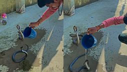 Watch: Man Baths Cobras with Water