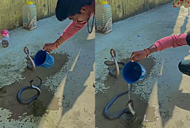 Watch: Man Baths Cobras with Water