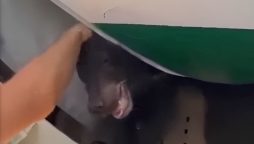 Bear