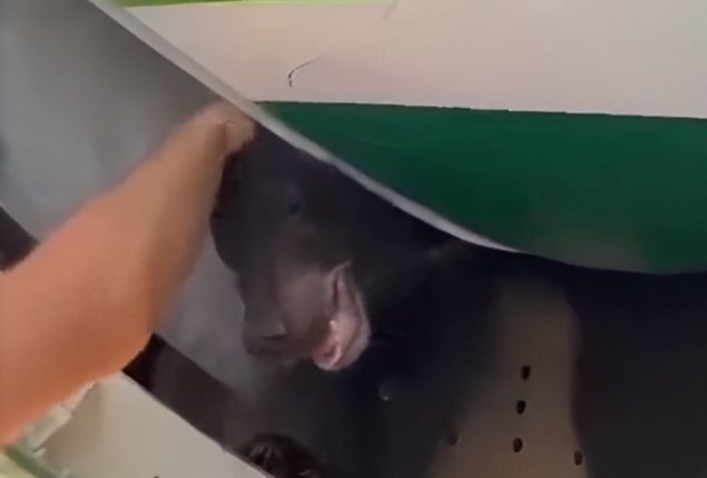 Escaped Bear Delays Iraqi Plane in Dubai