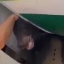 Escaped Bear Delays Iraqi Plane in Dubai