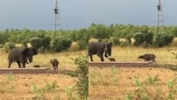 Baby Buffalo