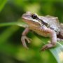 Live Frog Found in Michigan Woman’s Spinach