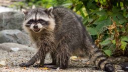 Raccoon