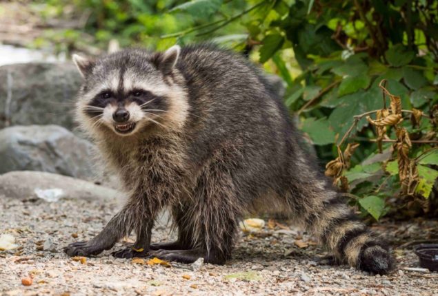 Raccoon Enters Wisconsin Church Premises