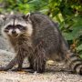 Raccoon Enters Wisconsin Church Premises