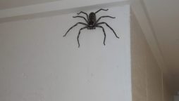 Massive Spider Photo Sparks Mixed Reactions