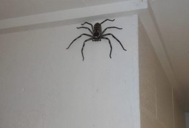 Massive Spider Photo Sparks Mixed Reactions