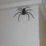 Massive Spider Photo Sparks Mixed Reactions