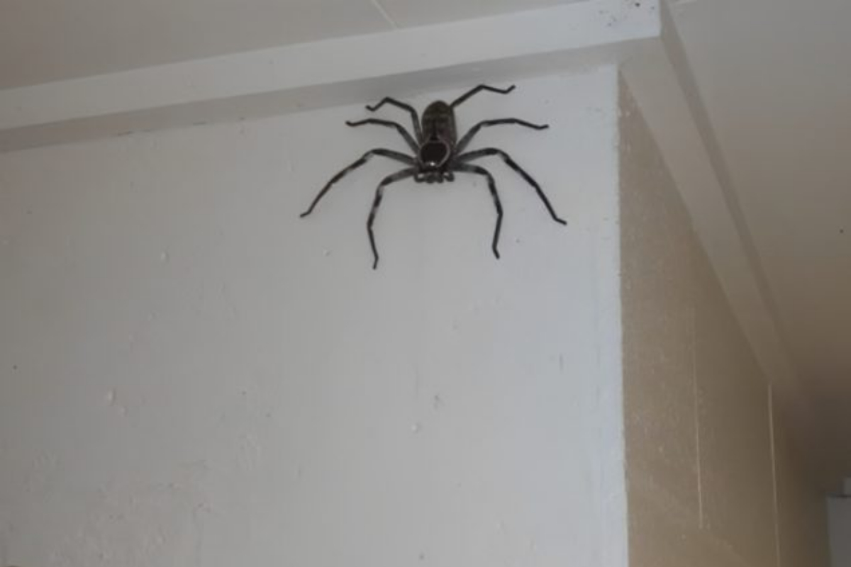 Massive Spider Photo Sparks Mixed Reactions