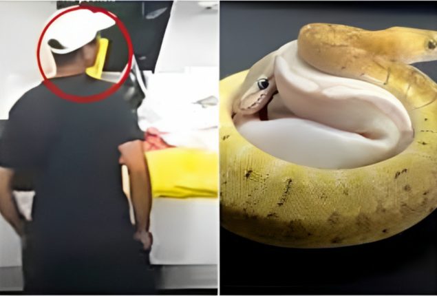 Man Tries to Smuggle 14 Snakes in Pockets Through Customs